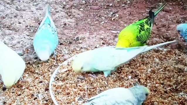 Parrot perched on hand feeding from plastic bottle in outdoor sandy ground