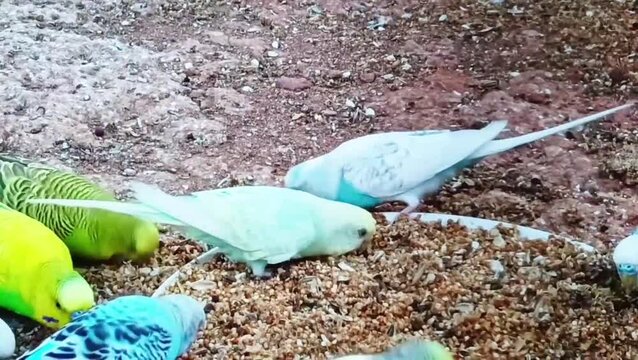 Two white mice interacting with colorful enrichment objects on bedding substrate