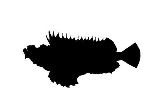 Devil Stinger Silhouette Illustration Dangerous Marine Fish