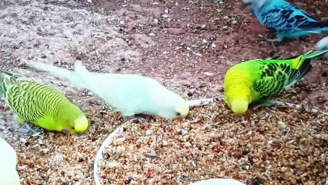 Two parrots interacting on rocky ground in natural outdoor setting