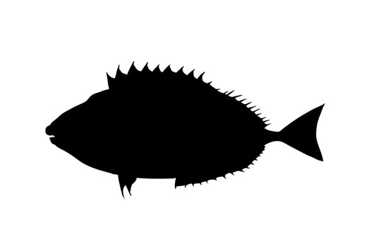Rabbitfish Silhouette Illustration Dangerous Marine Fish