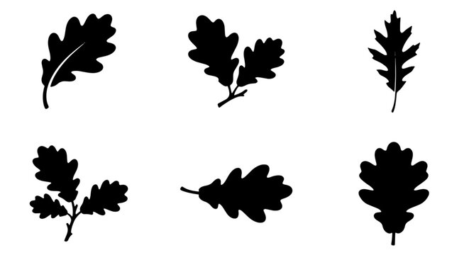 Collection of black oak leaves silhouettes, isolated on white background, representing autumn and nature Vector