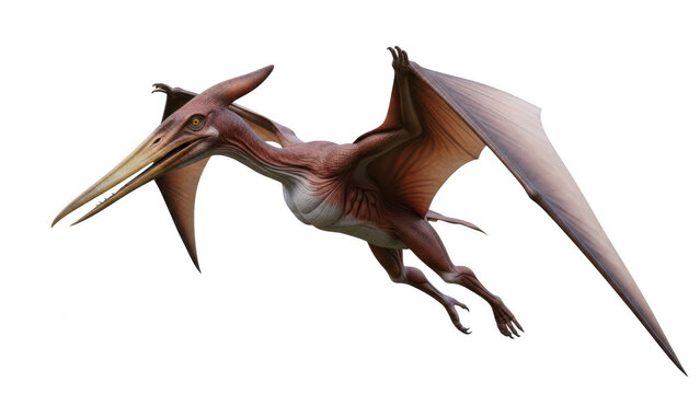 Flying pteranodon dinosaur model isolated on white background