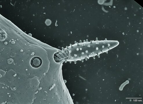 Scanning electron microscope showing single virus particle attached to host cell surface with scale bar included