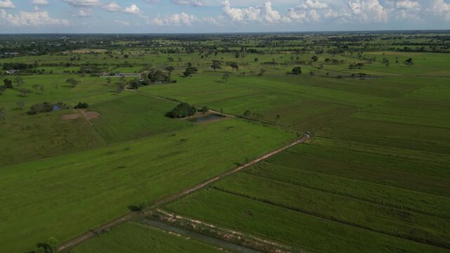The rice-growing landscapes of northeastern Thailand are uniquely characterized by vast open field scattered with large trees. These areas serve as one of the country's most important rice-producing.