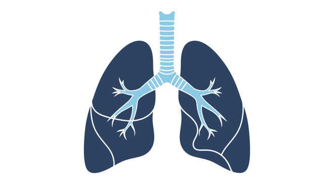 Detailed medical illustration showing human lungs with bronchi and trachea for educational health science study purposes