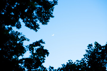 Earth day and environment day concept to sustainability, crescent moon in blue sky framed by dark tree silhouette at dusk © chokniti