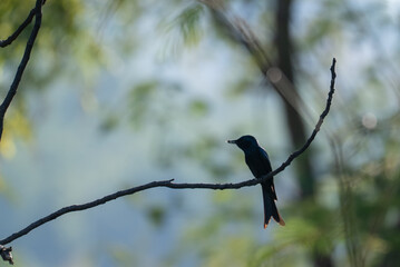 Obraz premium Earth day and environment day concept to sustainability, bird silhouette on branch in blurred forest background with calm light and natural space