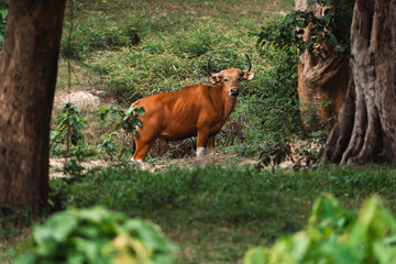 Obraz premium Earth day and environment day concept to sustainability, brown cattle forest grassy field standing horn mammal woodland nature rural animal