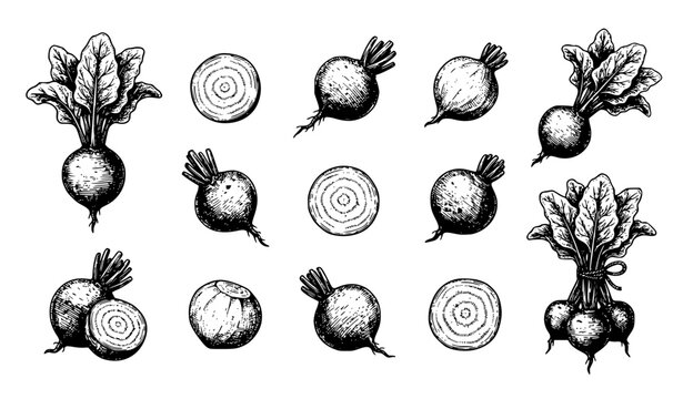 Hand Drawn Vintage Beetroot Engraving Illustration Set Featuring Fresh Whole Sliced and Bundled Garden Beets with Green Leaves for Organic Food Branding and Culinary Graphic Design