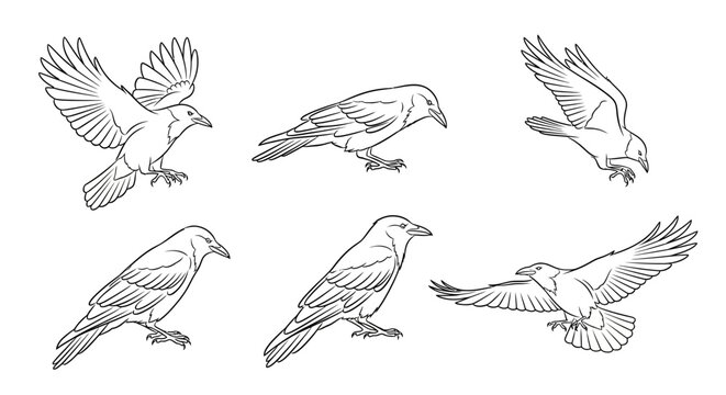 Set of black crows in various flying and perched poses, vector line art