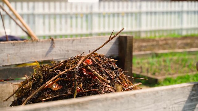 Throwing dry branches and plant waste into wooden compost bin in spring garden