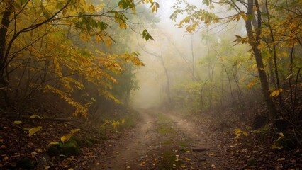 Fototapeta premium Dirt forest road flanked by yellow leaves in misty autumn