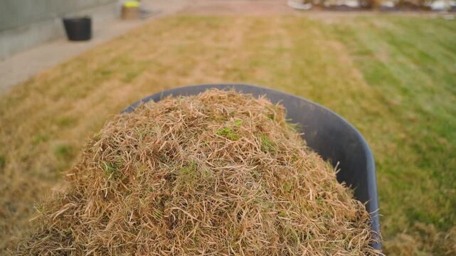 Wheelbarrow filled with raked dry grass thatch on lawn after spring dethatching