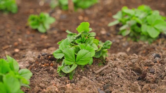Loosening soil around growing strawberry plants with hand hoe in vegetable garden bed