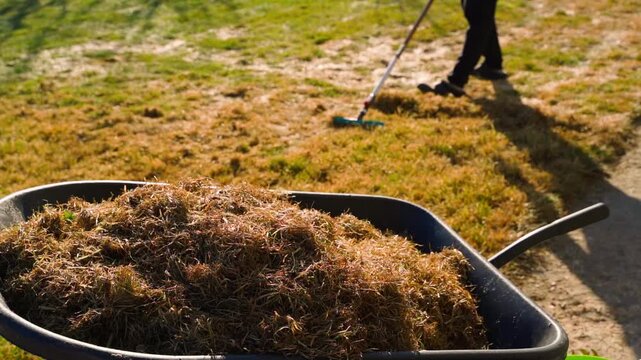 Raking dry grass thatch into wheelbarrow on lawn during spring dethatching. Person collecting dead grass with rake in backyard cleanup