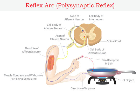 Reflex Arc Polysynaptic Reflex Pathway with Spinal Cord and Neuron Response to Pain Stimulus Medical Illustration.