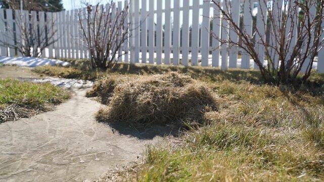 Pile of raked dry grass on lawn near white picket fence in early spring backyard