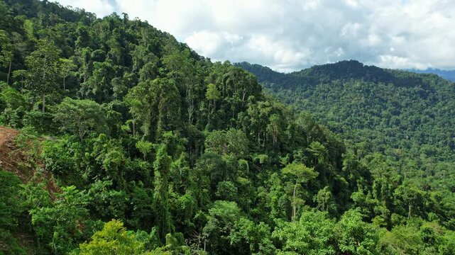 Aerial drone footage of an old ancient primitive wild forest, composed of many kind of trees, in Sumbawa regency, Sumbawa island, Indonesia, with mountain horizon, in cloudy weather