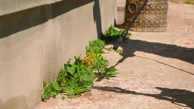 Spraying weeds growing through concrete cracks with herbicide on sunny day. Treating unwanted plants in pavement gaps with weed killer