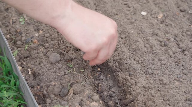 Hand sowing coriander seeds in vegetable garden bed close up