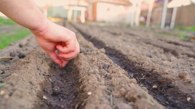 Close up of hand planting onion sets in garden bed furrow row. Manual sowing of onion bulbs in soil during spring vegetable garden planting