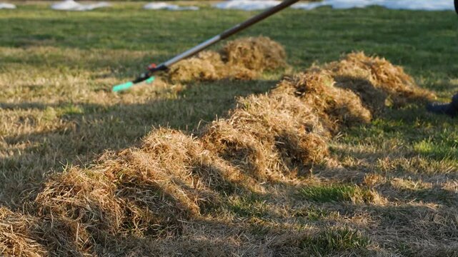 Raking dry grass thatch into piles on lawn during spring cleanup. Person with rake collecting dead grass into heaps in backyard