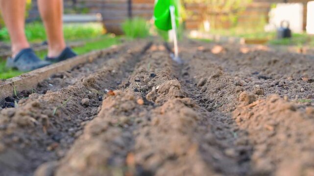 Watering soil furrows from green watering can in vegetable garden bed. Preparing wet planting rows before sowing seeds in spring backyard garden