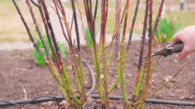 Gardener pruning dead rose branches with secateurs after winter frost. Spring maintenance of rose flower bed with pruning shears