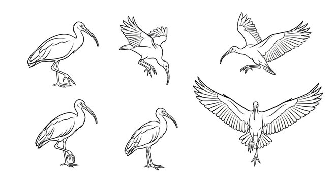 Set of Ibis Bird Sketches in Various Poses, Hand-Drawn Illustration