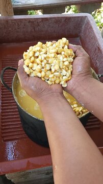 Hands lifting and showing a handful of nixtamalized corn