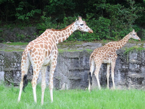Two giraffes standing together in zoo enclosure