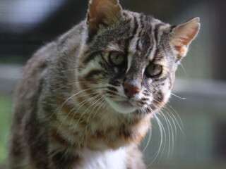 Close-up portrait of a Tsushima leopard cat at the zoo © ame