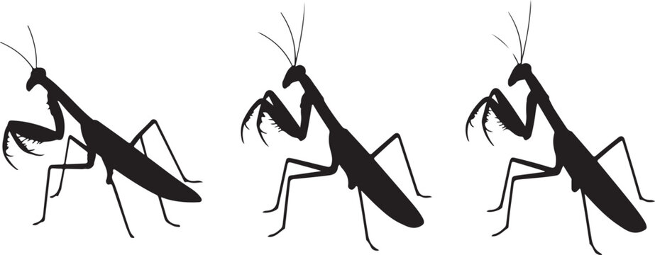 Set of silhouettes of big mantises