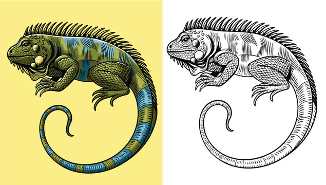 Detailed hand-drawn illustration of a green iguana with a curved tail and intricate scale textures in color and sketch style