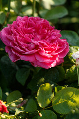Obraz premium bright pink rose with morning dew in the garden