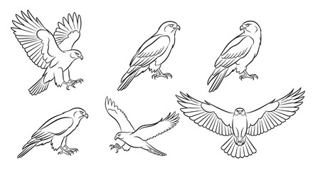 Obraz premium Set of hand-drawn eagle silhouettes in various flight and perched poses