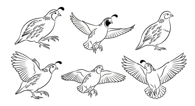 Set of quail birds in various poses, artistic hand-drawn sketches