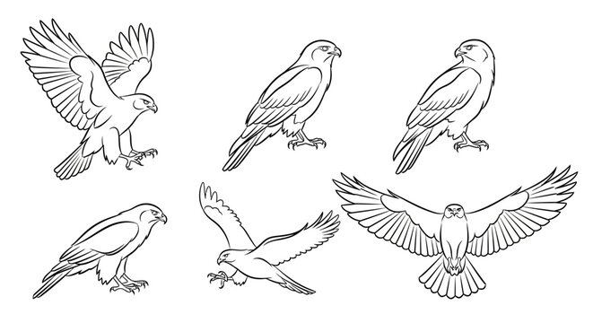 Set of hand-drawn eagle silhouettes in various flight and perched poses