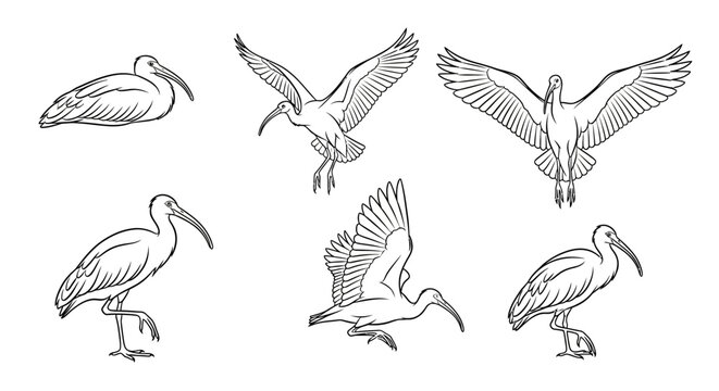 Ibis Bird Illustrations Set in Various Poses, Hand-Drawn Wildlife Art