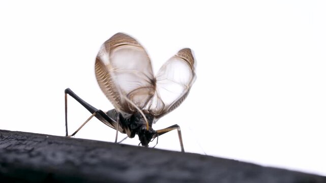 スズムシのオスが囀る 白背景4K動画(音声付き)集音マイクで収録