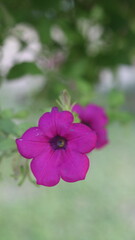 Obraz premium Beautiful Pink Petunia Flower Close-Up