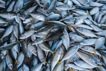 Obraz premium Processing and packaging of short-bodied mackerel in a small-scale factory.