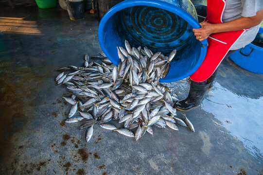 Processing and packaging of short-bodied mackerel in a small-scale factory.