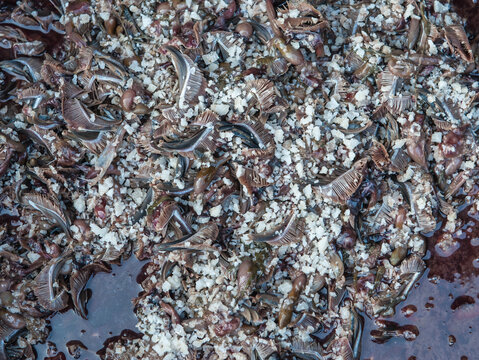 Processing and packaging of short-bodied mackerel in a small-scale factory.