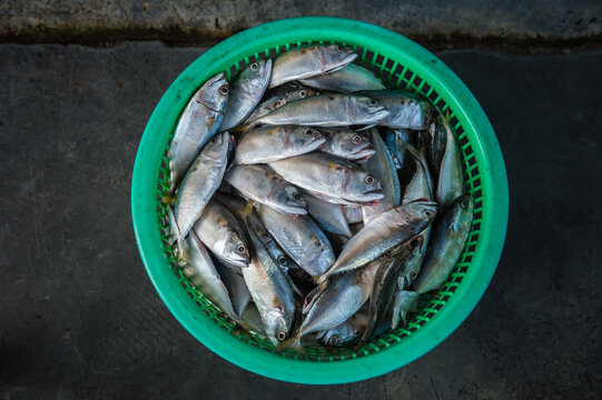 Processing and packaging of short-bodied mackerel in a small-scale factory.