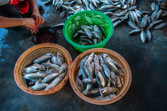 Processing and packaging of short-bodied mackerel in a small-scale factory.