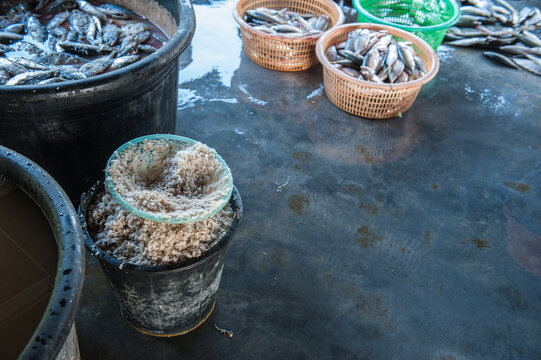 Processing and packaging of short-bodied mackerel in a small-scale factory.