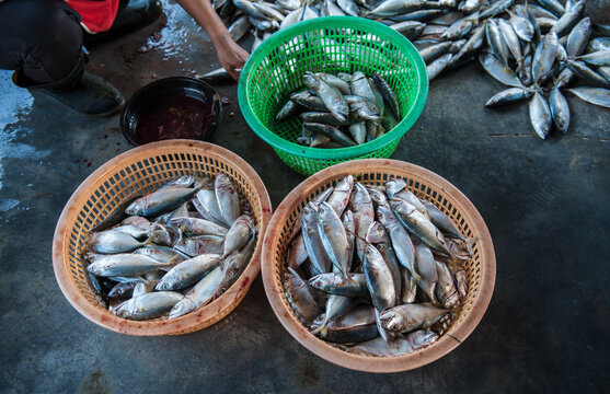 Processing and packaging of short-bodied mackerel in a small-scale factory.