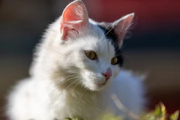 White young cat with a small black patch on its head resting peacefully outdoors in sunlight, sorrounded by soft greenery, crating a calm and warm atmosphere. © robsonphoto